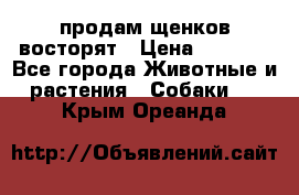 продам щенков восторят › Цена ­ 7 000 - Все города Животные и растения » Собаки   . Крым,Ореанда